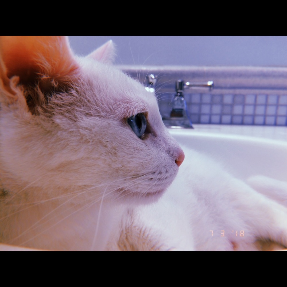 Meet your Posher, Alice